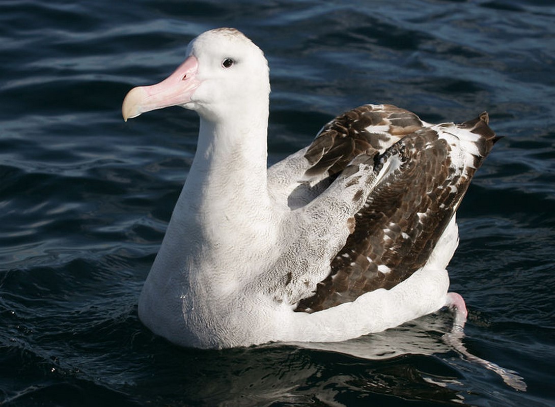 800px-070226_wandering_albatross_off_Kaikoura_3 (Kopírovat)